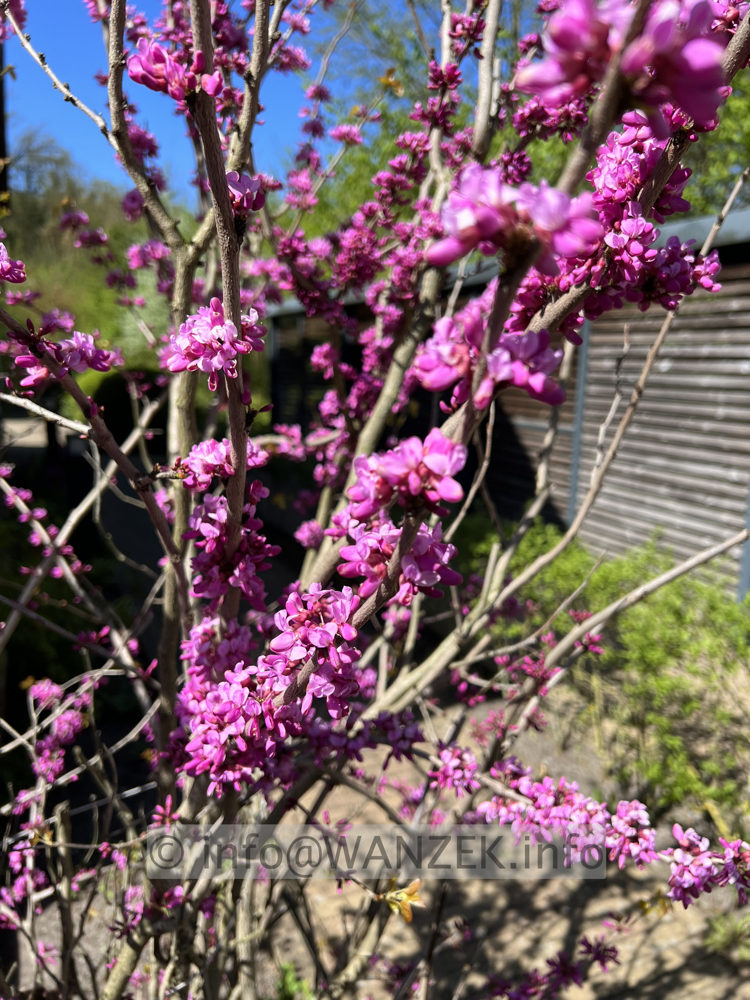 Cercis siliquastrum Rubrum 02.jpg